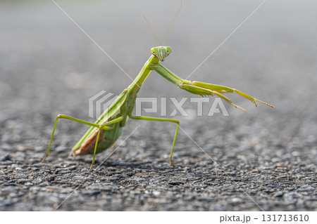 路上のオオカマキリ 131713610