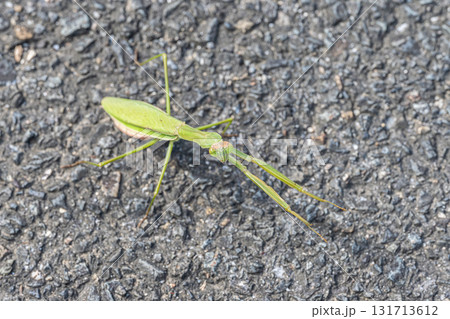 路上のオオカマキリ 路上のオオカマキリ 131713612