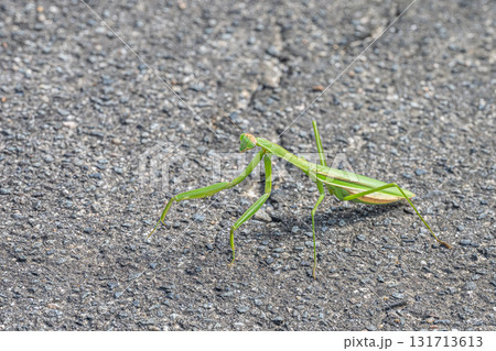 路上のオオカマキリ 131713613