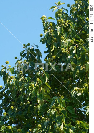 9月のカンレンボクの実・2025年9月　 131713804