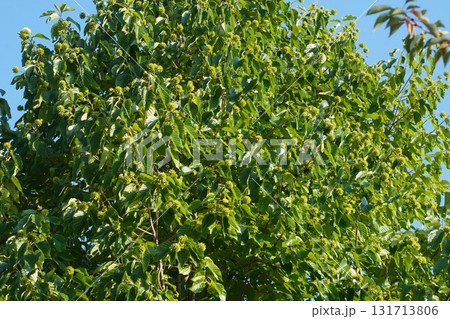 9月のカンレンボクの実・2025年9月　 131713806