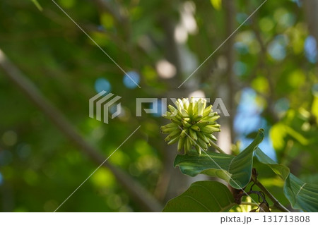 9月のカンレンボクの実・2025年9月　 131713808