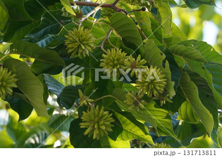 9月のカンレンボクの実・2025年9月　 131713811