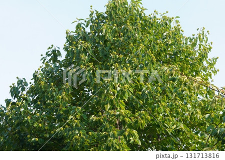 9月のカンレンボクの実・2025年9月　 131713816