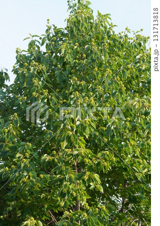 9月のカンレンボクの実・2025年9月　 131713818