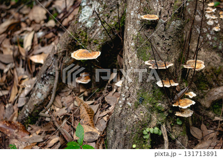 きのこ 131713891