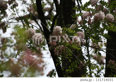 ニセアカシア　ハリエンジュ 131714031