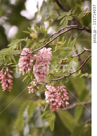 ニセアカシア　ハリエンジュ 131714037