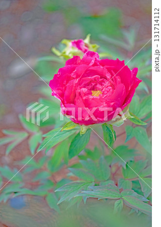 家の周りの草花　四季の色々　近くの牡丹園の木々がピンクや赤い花で彩られています 131714112