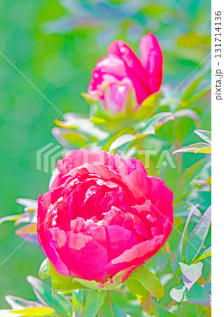 家の周りの草花 四季の色々 近くの牡丹園の木々がピンクや赤い花で彩られています 家の周りの草花 四季の色々 近くの牡丹園の木々がピンクや赤い花で彩られています 131714136