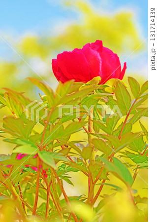 家の周りの草花 四季の色々 近くの牡丹園の木々がピンクや赤い花で彩られています 家の周りの草花 四季の色々 近くの牡丹園の木々がピンクや赤い花で彩られています 131714139