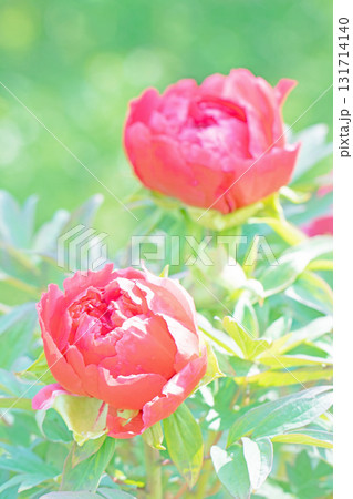 家の周りの草花　四季の色々　近くの牡丹園の木々がピンクや赤い花で彩られています 131714140