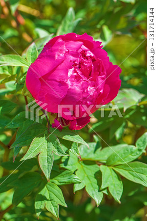 家の周りの草花　四季の色々　近くの牡丹園の木々がピンクや赤い花で彩られています 131714144