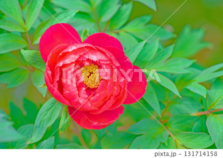 家の周りの草花 四季の色々 近くの牡丹園の木々がピンクや赤い花で彩られています 家の周りの草花 四季の色々 近くの牡丹園の木々がピンクや赤い花で彩られています 131714158