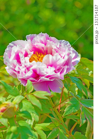家の周りの草花 四季の色々 近くの牡丹園の木々がピンクや赤い花で彩られています 家の周りの草花 四季の色々 近くの牡丹園の木々がピンクや赤い花で彩られています 131714187
