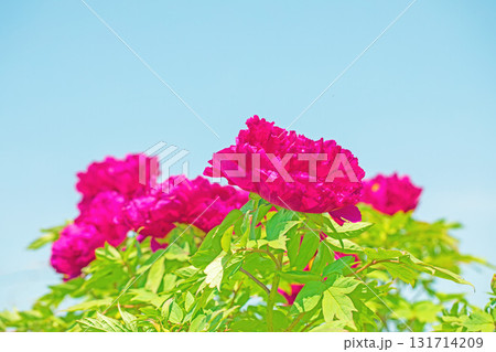 家の周りの草花 四季の色々 近くの牡丹園の木々がピンクや赤い花で彩られています 家の周りの草花 四季の色々 近くの牡丹園の木々がピンクや赤い花で彩られています 131714209