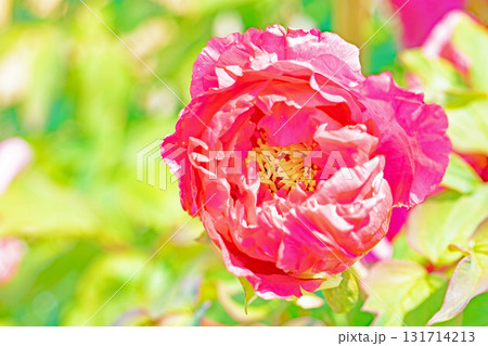 家の周りの草花 四季の色々 近くの牡丹園の木々がピンクや赤い花で彩られています 家の周りの草花 四季の色々 近くの牡丹園の木々がピンクや赤い花で彩られています 131714213