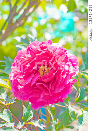 家の周りの草花 四季の色々 近くの牡丹園の木々がピンクや赤い花で彩られています 家の周りの草花 四季の色々 近くの牡丹園の木々がピンクや赤い花で彩られています 131714215