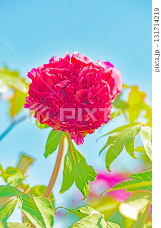 家の周りの草花 四季の色々 近くの牡丹園の木々がピンクや赤い花で彩られています 家の周りの草花 四季の色々 近くの牡丹園の木々がピンクや赤い花で彩られています 131714219