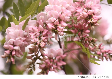 ニセアカシア　ハリエンジュ 131714370