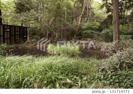 井の頭公園の新緑　小鳥の森　バードサンクチュアリー 131714371