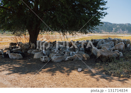Sheep herd resting in the shade under a tree during summer heat. 131714834