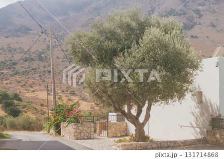 Single olive tree near house in Mediterranean countryside on sunny day. Single olive tree near house in Mediterranean countryside on sunny day. 131714868