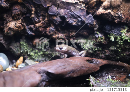 静かな森の小さな住人クロサンショウウオ 静かな森の小さな住人クロサンショウウオ 131715518