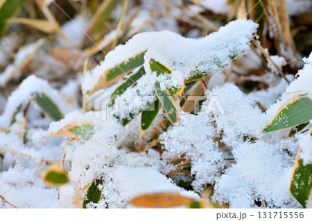 愛鷹山塊の越前岳　新雪積もる笹の森 131715556