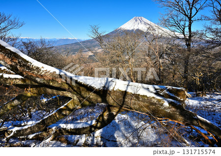 愛鷹山塊の越前岳 雪の倒木に富士山聳える 愛鷹山塊の越前岳 雪の倒木に富士山聳える 131715574