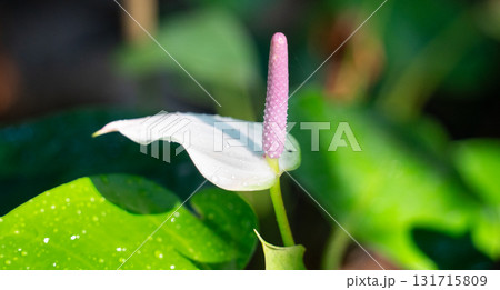 アンスリウム アンスリューム オオベニウチワ 131715809