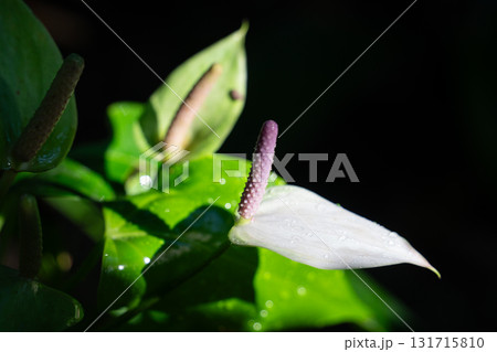 アンスリウム アンスリューム オオベニウチワ 131715810
