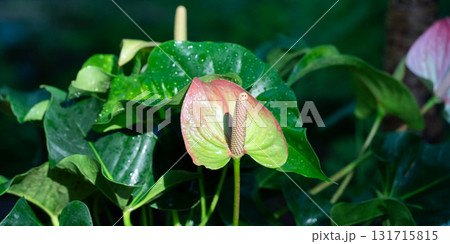 アンスリウム アンスリューム オオベニウチワ 131715815