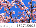 青空にピンクの花が映える満開の河津桜 131715908