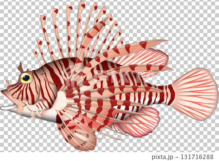 ミノカサゴ　イラスト　魚 131716288