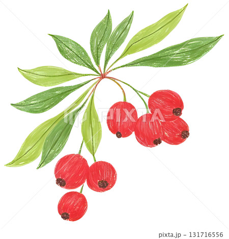 ヒイラギの赤い実がなっているイラスト 131716556