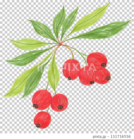 ヒイラギの赤い実がなっているイラスト 131716556