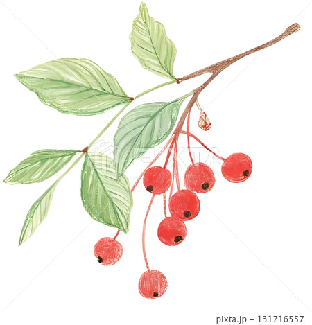 ヒイラギの赤い実がなっているイラスト 131716557