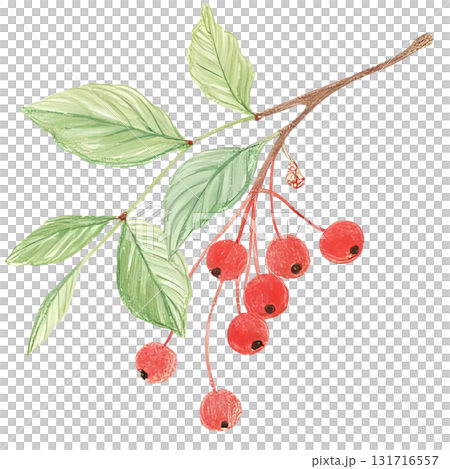 ヒイラギの赤い実がなっているイラスト 131716557