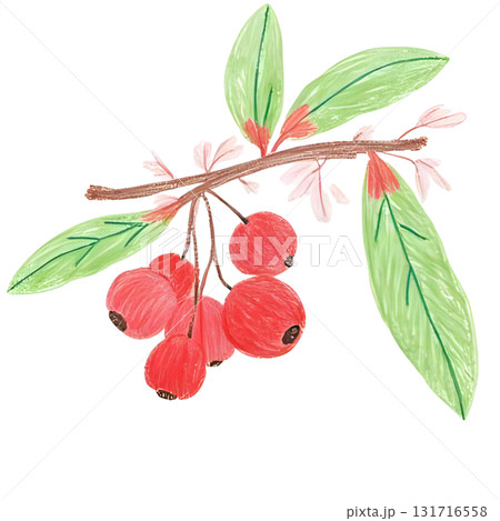 ヒイラギの赤い実がなっているイラスト 131716558