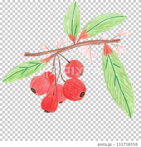 ヒイラギの赤い実がなっているイラスト 131716558