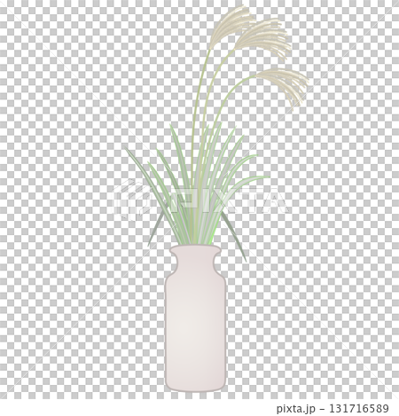 花瓶中的日本蒲葦插圖 花瓶中的日本蒲葦插圖 131716589