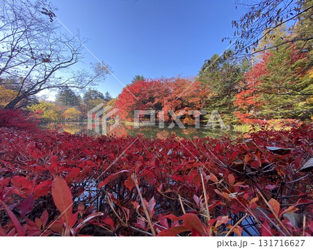 日本の紅葉 軽井沢 雲場池 日本の紅葉 軽井沢 雲場池 131716627