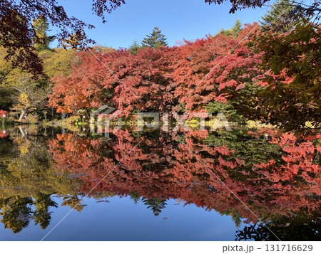 日本の紅葉 軽井沢 雲場池 日本の紅葉 軽井沢 雲場池 131716629