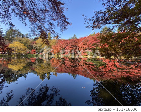 日本の紅葉　軽井沢　雲場池 131716630