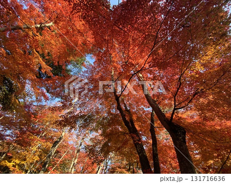 日本の紅葉　軽井沢　雲場池 131716636