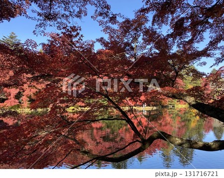 日本の紅葉　　軽井沢　雲場池 131716721