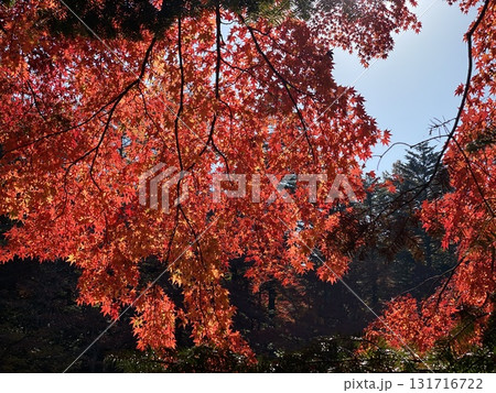 日本の紅葉　　軽井沢　雲場池 131716722