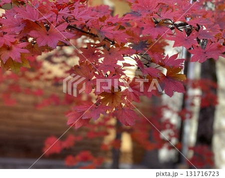 日本の紅葉　　軽井沢　雲場池 131716723
