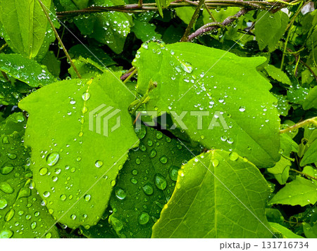5月の雨～Rainy Day～ 131716734